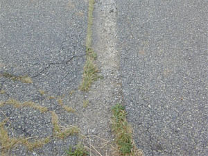 Close-up photo of a patch area with noticeable alligator cracking within the patch.              Some of the visible cracks have grass growing in them.